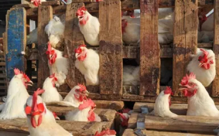 سعر الدجاج ينخفض ويعود إلى مستوياته السابقة.. مصدر مهني يحدد الثمن الأقصى للمستهلك